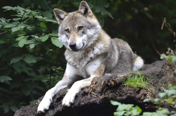 Or en Cash soutient le Parc de Courzieu, seul parc animalier du Rhône